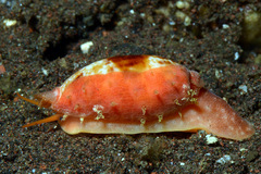 Talostolida pellucens