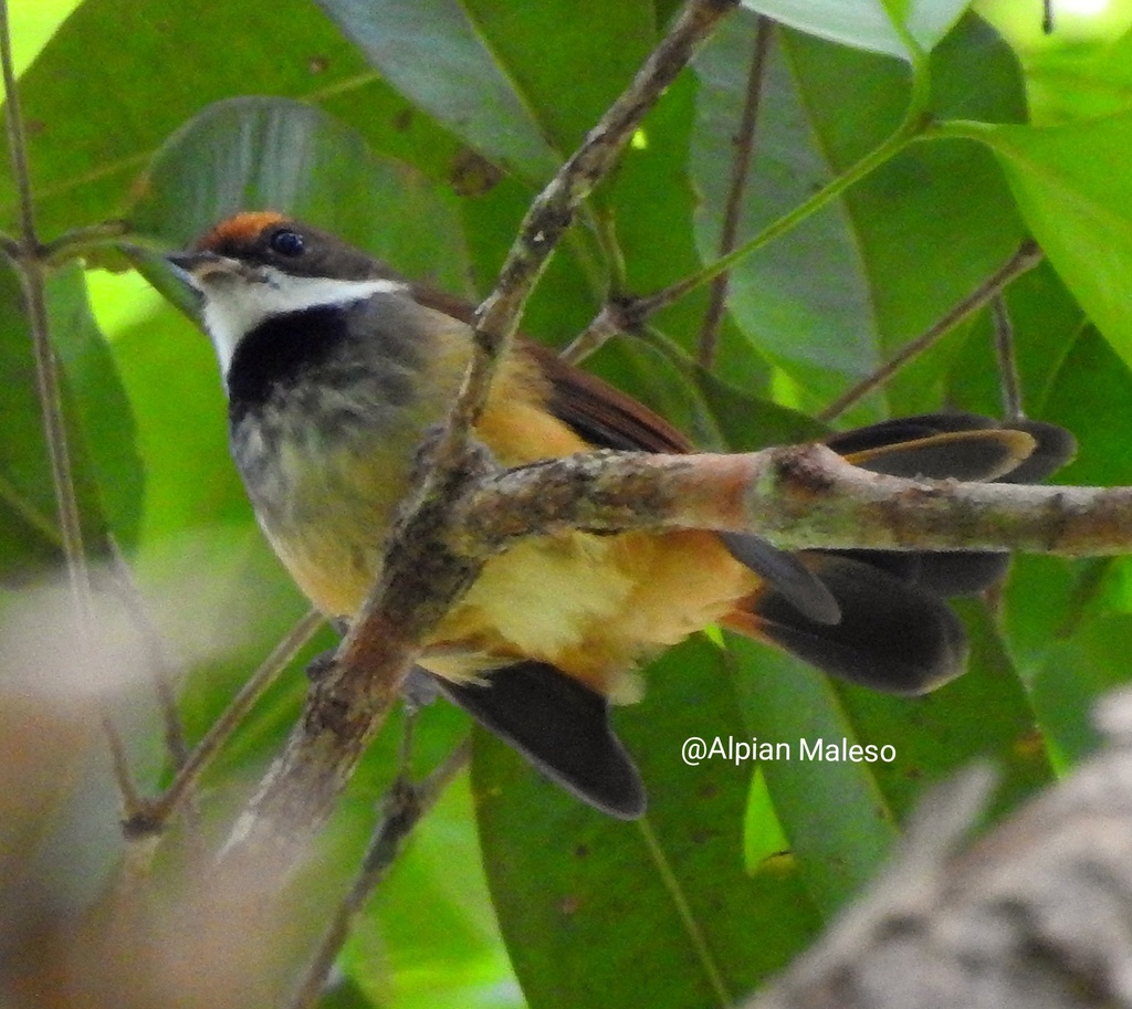 Peleng Fantail photo
