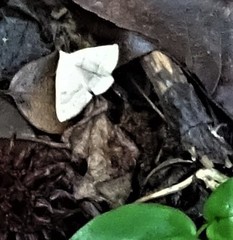 Chytolita morbidalis