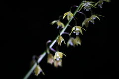 Calanthe graciliflora