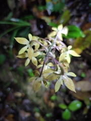 Calanthe graciliflora