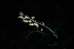 Calanthe graciliflora