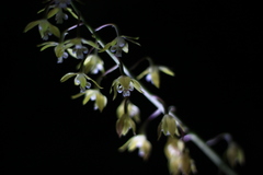Calanthe graciliflora