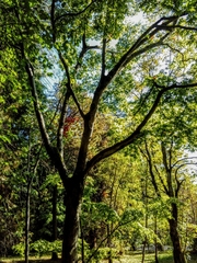 Acer wilsonii
