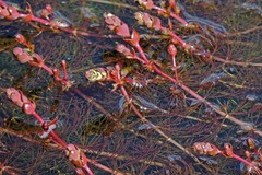 Myriophyllum quitense