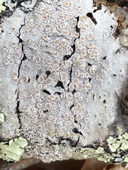 Lecanora subpallens