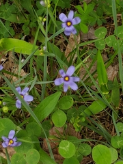 Sisyrinchium montanum