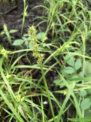 Carex stipata