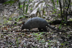 Dasypus novemcinctus image