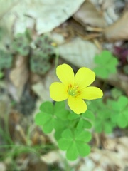 Oxalis colorea