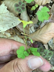 Oxalis colorea