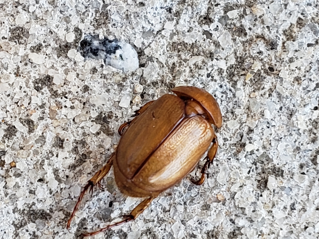 Southern Masked Chafer from 7621-7699 Two Notch Rd, Columbia, SC 29223 ...