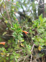 Clinopodium tomentosum