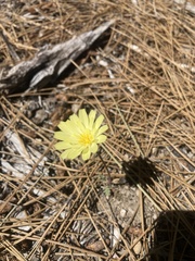 Anisocoma acaulis