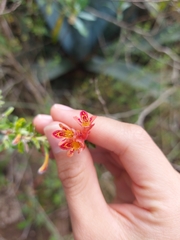 Clinopodium tomentosum