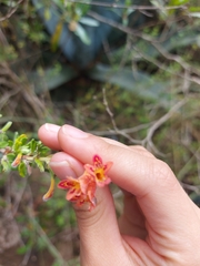Clinopodium tomentosum