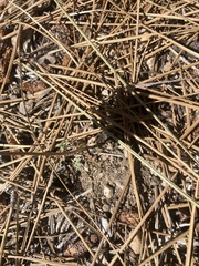 Anisocoma acaulis
