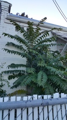 Ailanthus altissima