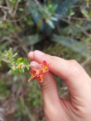 Clinopodium tomentosum