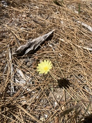 Anisocoma acaulis