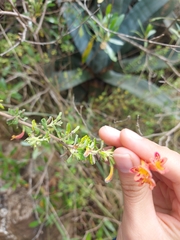 Clinopodium tomentosum