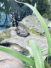 Lithobates blairi