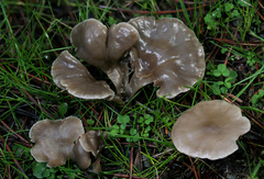 Clitocybe brunneoceracea