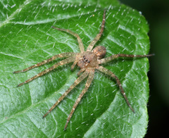 Ornodolomedes