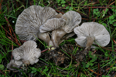 Clitocybe brunneoceracea