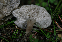 Clitocybe brunneoceracea