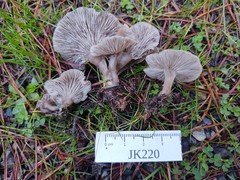 Clitocybe brunneoceracea