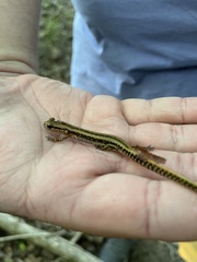 Eurycea guttolineata
