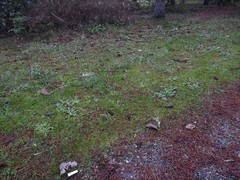 Clitocybe brunneoceracea