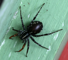Nyssus