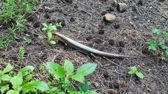 Plestiodon chinensis