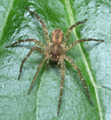 Ornodolomedes
