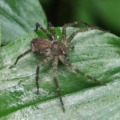 Ornodolomedes