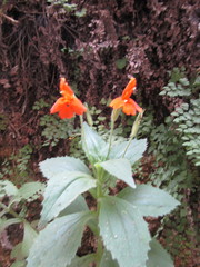 Erythranthe verbenacea