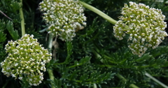 Ligusticum filicinum