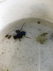 Erythemis simplicicollis