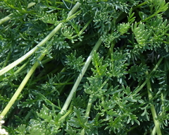 Ligusticum filicinum