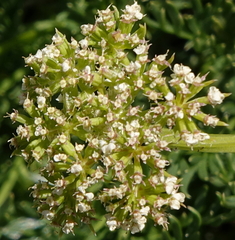 Ligusticum filicinum