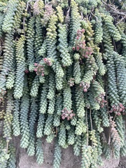 Sedum burrito