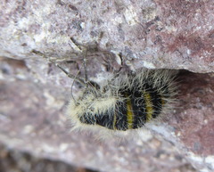 Lycia alpina