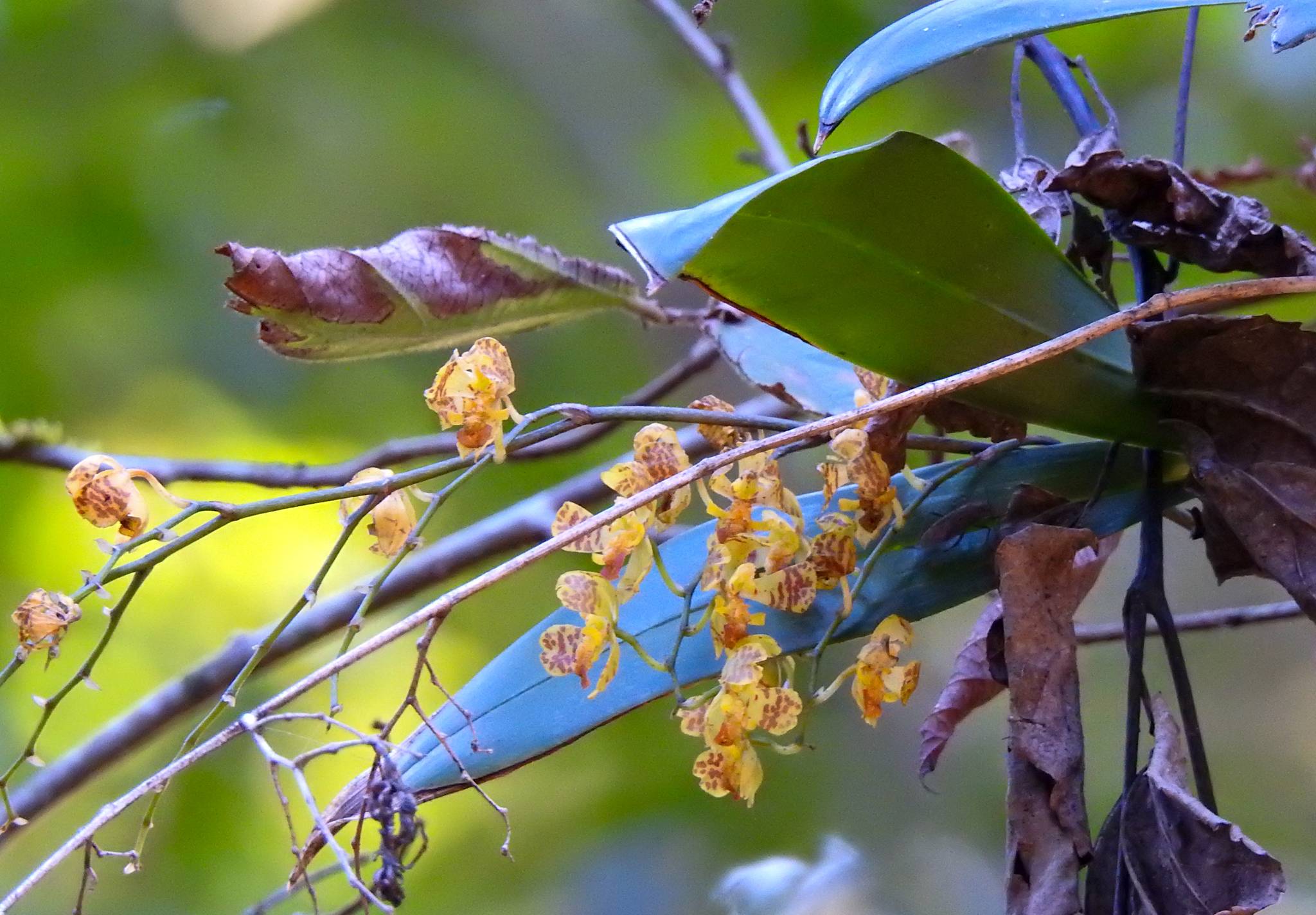 Gomesa cornigera