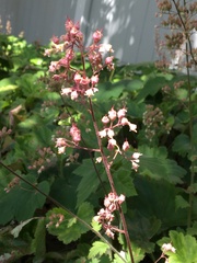 Heuchera maxima