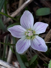Claytonia caroliniana