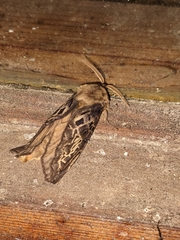 Oxycanus antipoda