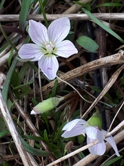 Claytonia caroliniana