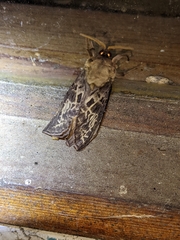 Oxycanus antipoda